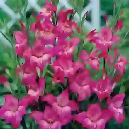 Charm